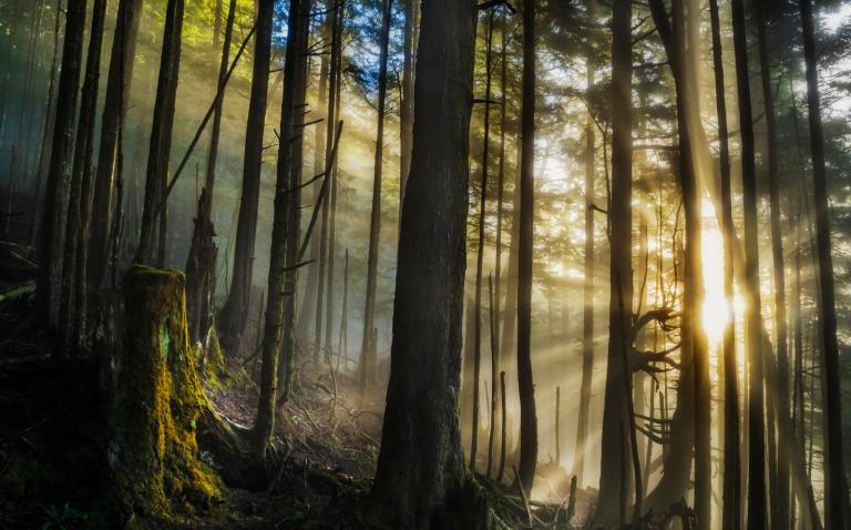 Tongass national forest