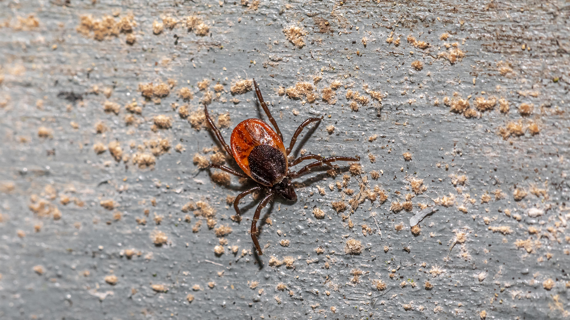 Close up photo of a black-legged tick